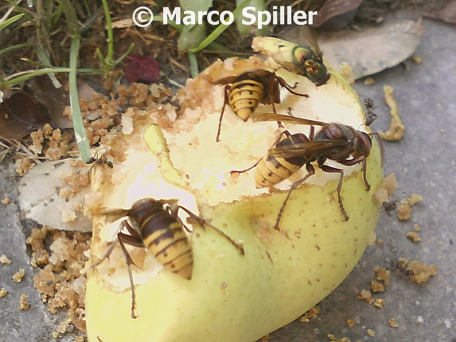 Vespa crabro a pranzo